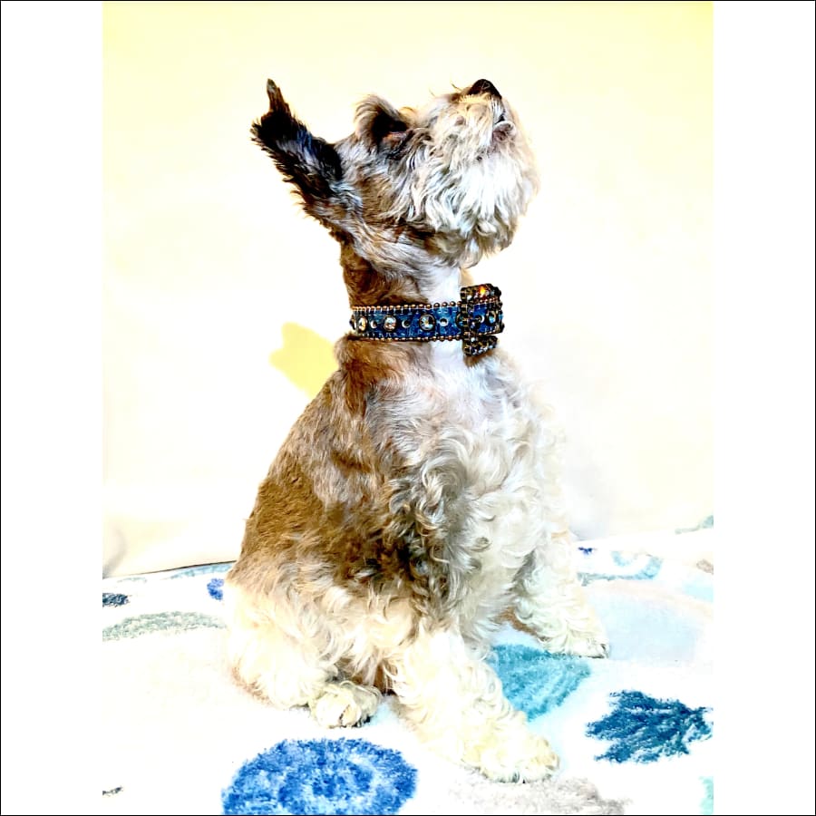 B.B. Simon Swarovski Crystal Dog Collar by b.b. Simon