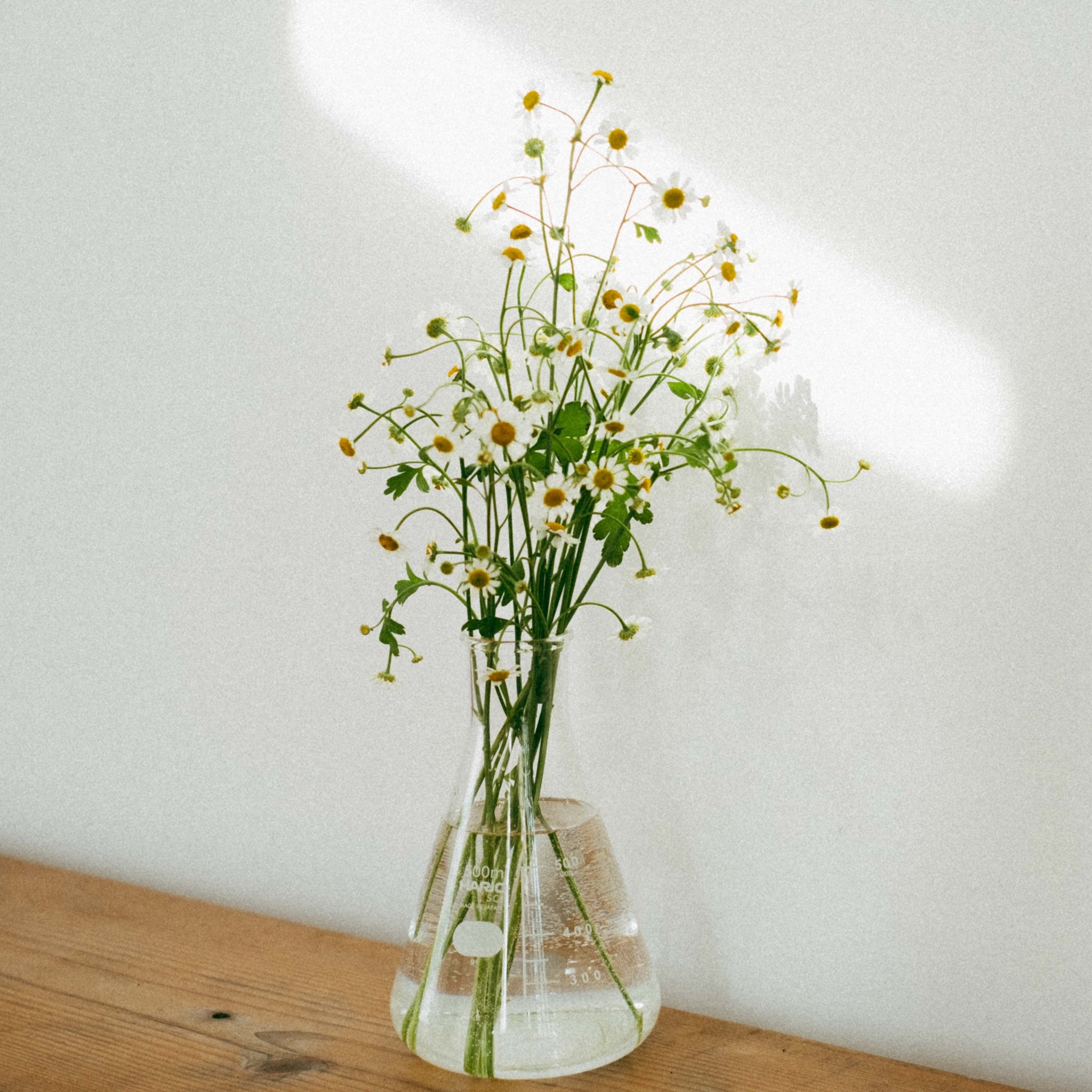 Erlenmeyer Flask 500ml (SF-500) by Hario